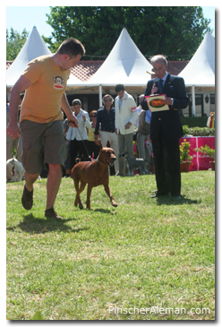 ring pinscher