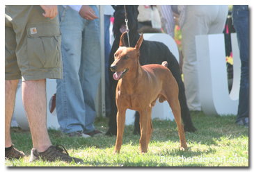 pinscher handling