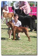 pinscher aleman lisboa