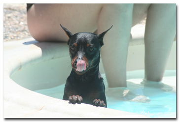pinscher agua