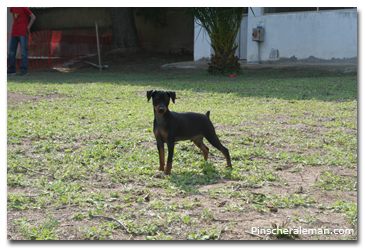 pepitu campo