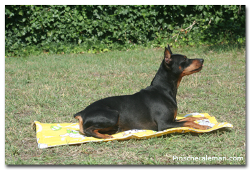 pinscher