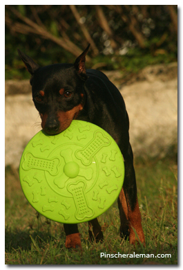 Pinscher frisbee