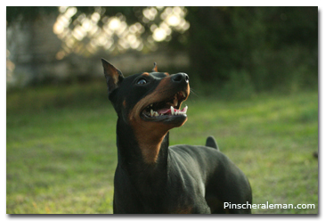 pinscher cara