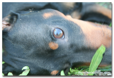 pinscher cara