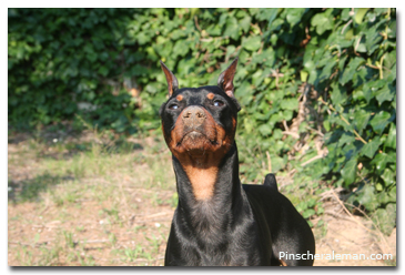 pinscher suciote