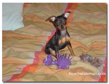 you la pinschita