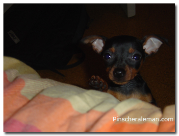 you pinscher