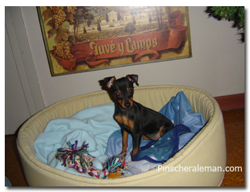 pinscher camita