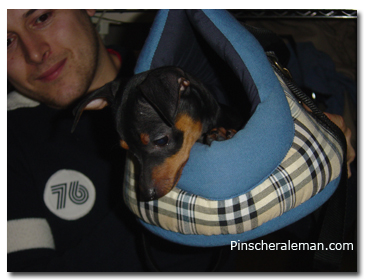 pinscher bolso
