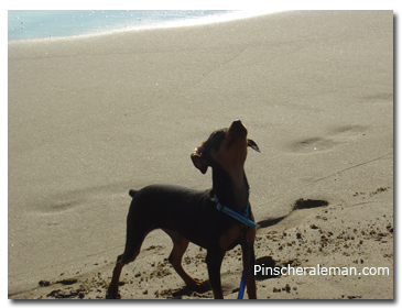 pinscher playa