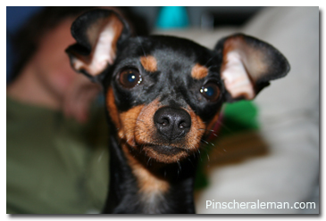 you pinscher