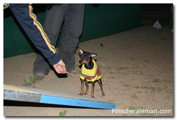 pinscher agility