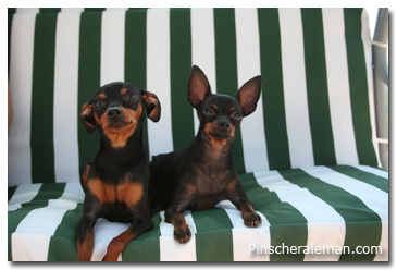 pinscher guau