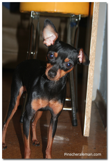 pinscher mirada