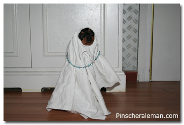 Pinscher disfrazada