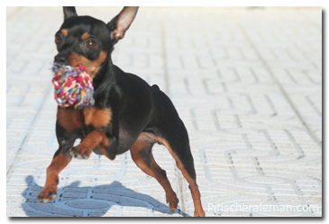 pinscher 