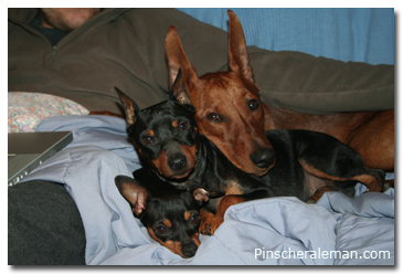 pinscher 