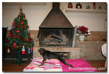 pinscher 
