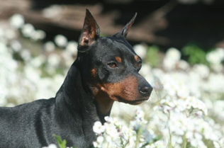 Miniature Pinscher · Family album
