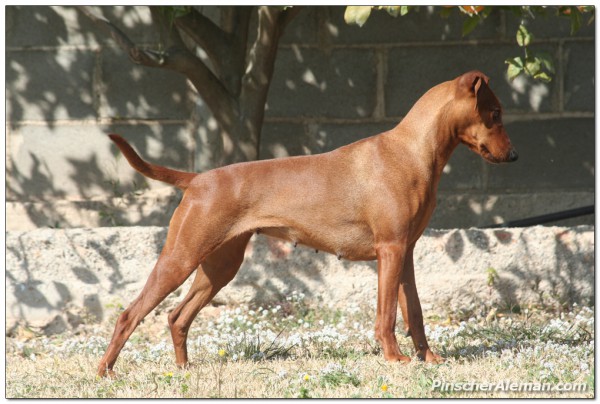 Ch. Ravenred Cats Catita