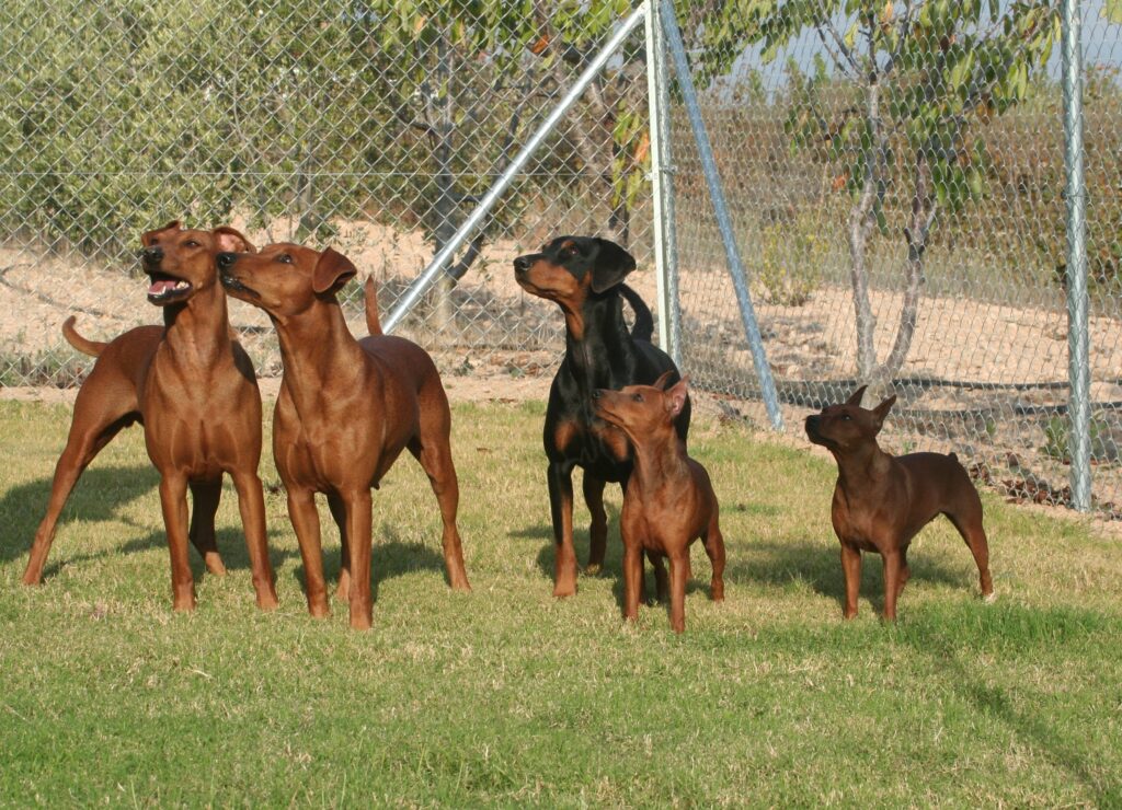 PINSCHER – MINIATURE PINSCHER