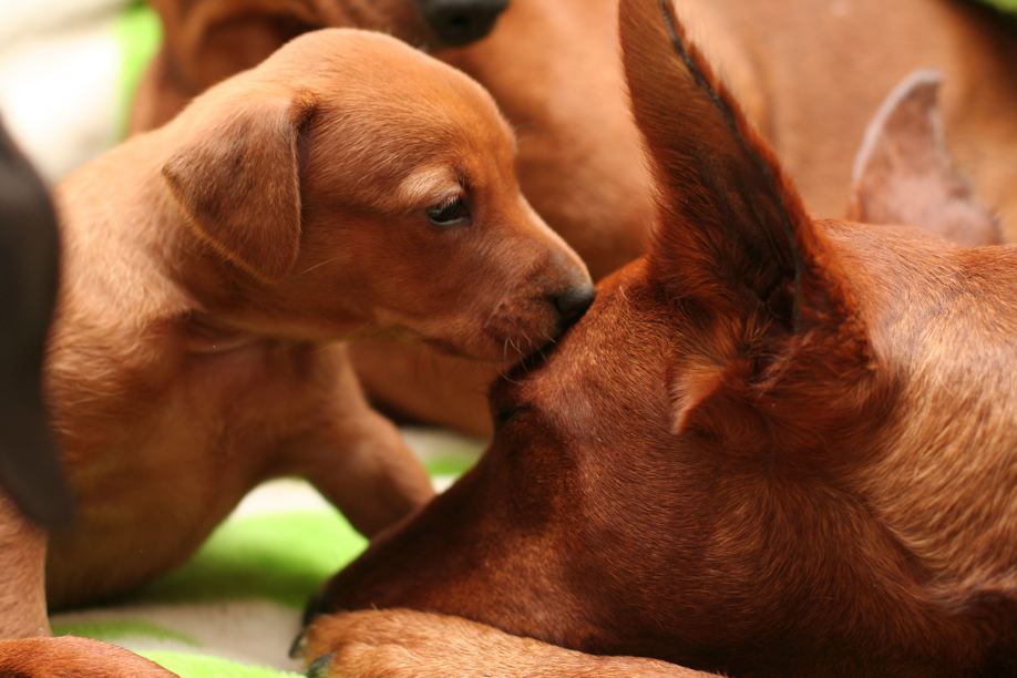 Un cachorro de pinscher alemán en una fotografía de archivo de Fire Dreams