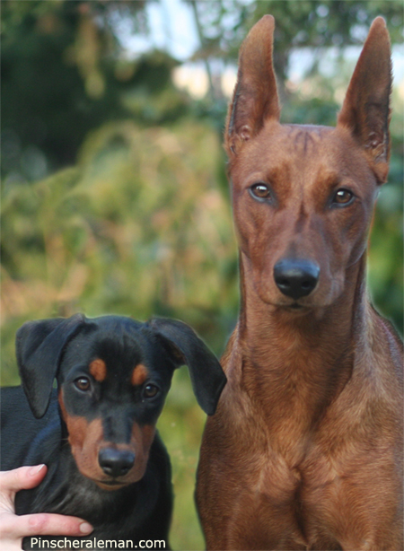 German Pinscher :: pinscher aleman :: Pinscher mediano