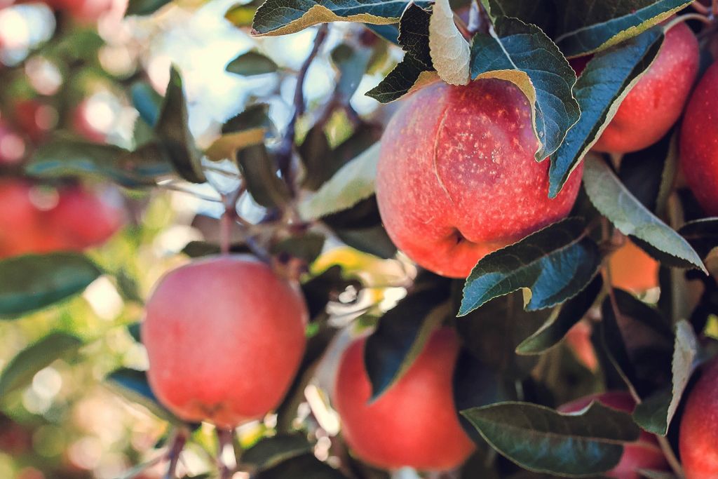 Tim Apple Farm